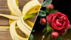 Why you shouldn't throw away banana peels: fertilizer that's worth its weight in gold for your roses