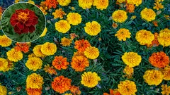 4 areas where marigolds are harmful, and you wouldn't even think about them