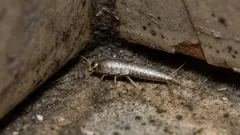 Why does it appear in our bathrooms and what is it doing there? Interesting facts about scale insects