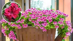 Geraniums at home: complete care and secrets of flowering