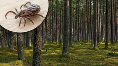 From lavender to mint: 10 scents that ticks fear like fire