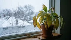 6 indoor plants that should not be placed on the windowsill in winter — they get sick and die