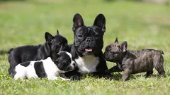 French Bulldog: a charming companion with a big heart