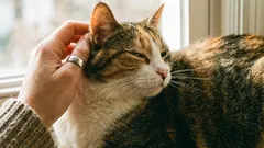 Where not to pet a cat: 7 forbidden spots to avoid