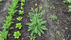 Why weeds grow faster than cultivated plants: and how to use this superpower to your advantage