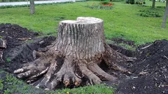 Asian ingenuity: How the Chinese learned to get rid of tree stumps without even breaking a sweat