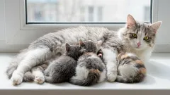 Old cats at 7 years old: at what age can a cat still be considered young, and when is it considered very old?