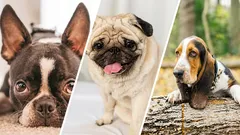 12 dog breeds that smell stronger than others