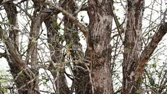 The owl is sitting on a tree, but not everyone can see it. Have you managed to spot it yet?