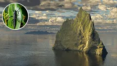 Bola Pyramid — the tallest rock in the sea, where an “extinct” creature was found alive