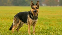 German Shepherd: a timeless classic