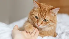 Why cats touch their owners with their paws: the secret meaning behind this cute habit