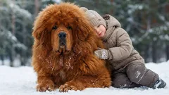 Tibetan Mastiff: Power and Loyalty in One Breed