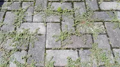 The secret to clean paths: how to get rid of grass between tiles in one day